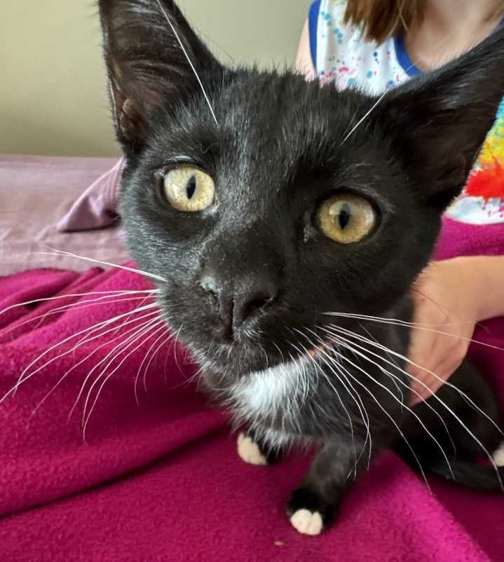OCHS adoptable pet: Degas