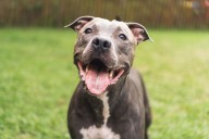 Pit bulls could soon be out of the dog house in Prince George’s County