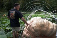 How to grow a giant pumpkin, with help from science