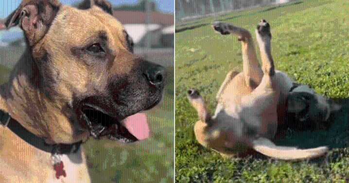 Dog Waits 1,461 Days in Shelter Before Rescue Offers Him a Second Chance
