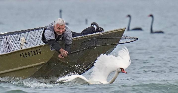 Lakeland's swans, descendants of Queen Elizabeth II's gift, get annual health checkup