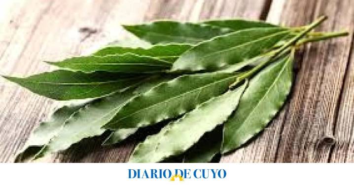 Hervir hojas de laurel: los increíbles beneficios que trae a la salud