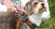 Wearable tech for your dog? Life360 releases a new pet tracker