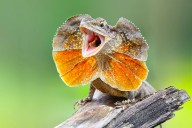 Watch a thirsty frilled lizard get rejuvenated on a road in Australia