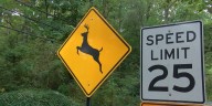 Why this is a dangerous time of year for drivers and deer in CSRA
