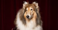 Funeral arrangements for Miss Reveille IX announced