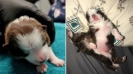 Oklahoma Puppy Born With Six Legs And Two Tails Defies Expectations With Her Courage