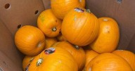 I found the cheapest Halloween pumpkins at Tesco, Asda, Morrisons Aldi and Lidl