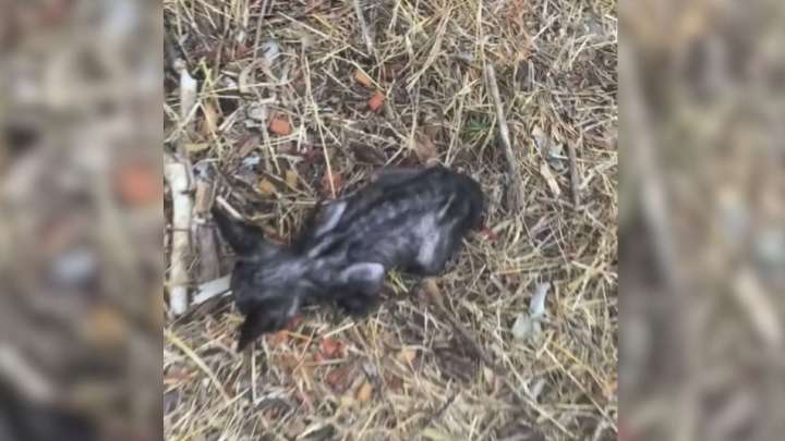 California Woman Was Stunned To Discover A Tiny Dark Figure In The Grass Waiting To Be Seen