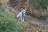 Captan en España a un lince ibérico blanco y revelan la posible causa de su misterioso color