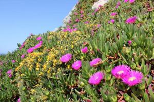One of world’s most destructive plants tracked using Instagram