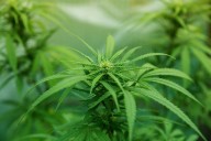 DeWine signs executive order to ban sale of intoxicating hemp products in Ohio