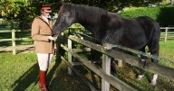 British army horse who ran through the streets of London gets well