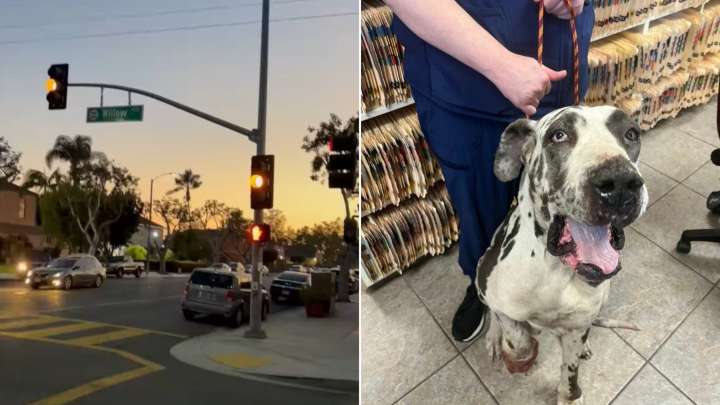 California Dog Abandoned By Breeders Is Found Injured, But That Wasn’t Her Only Battle