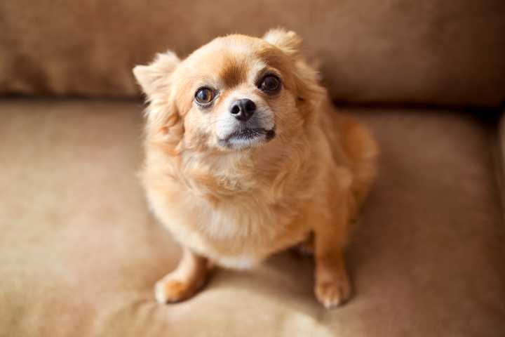 15 Dramatic Dog Breeds for When You Want a Pup With Personality
