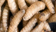 Secretaría de Agricultura intercepta otro caso de gusano barrenador en el ganado en Querétaro