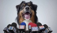 ¿Podrán los perros aprender a hablar algún día? En qué está el avance científico