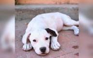 En medio de reclamos, buscan director para refugio de animales