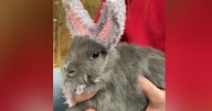 Bunny born without ears gets crocheted pair to help him blend in