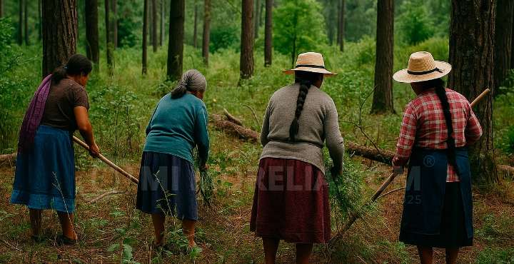 Guardianas de bosques en Michoacán denuncian daño por aguacateras y fertilizantes