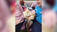 Henderson’s roosters rejoice after controversial animal code vote