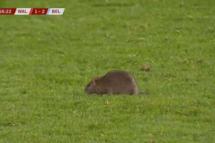 Wales vs Belgium qualifier forced to stop after rat pitch invasion
