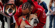 Lewis Hamilton presume el hermoso retrato de Roscoe hecho con Legos que hizo llorar a más de uno (FOTO)