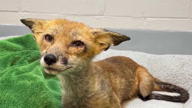 Fox recovers at Nebraska Wildlife Rehab after suffering gunshot wound, other medical issues