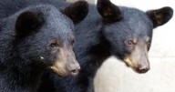 Orphaned black bear cubs released after rehab at North Carolina Zoo