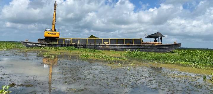 En Nueva Venecia: de las 750 hectáreas de planta invasora, Corpamag solo ha removido media
