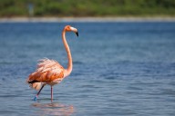Flamingos are making a home in Florida again after 100 years – an ecologist explains why they may be returning for good