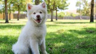 Anuncian Revisiones Gratuitas a Perros y Gatos en el Festival de Seres Sintientes 2025 en Puebla