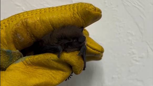 Record number of grounded bats rescued at WildCare Oklahoma