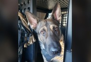 Spartanburg Co. K9 to retire due to health diagnosis