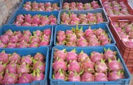 Concluye baja temporada de pitahaya en Trapich por calor y precios