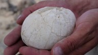 Científicos descubren un huevo de dinosaurio en la Patagonia