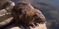 Rescataron una especie autóctona en una fuente urbana de Neuquén y la devolvieron a su hábitat natural