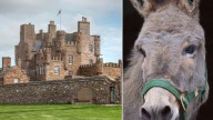 Prince Andrew could be ‘exiled’ to a Scottish castle with its own donkey
