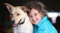 Kelpies for Kids: Pups auctioned off to raise funds for Telethon at Perth Royal Show