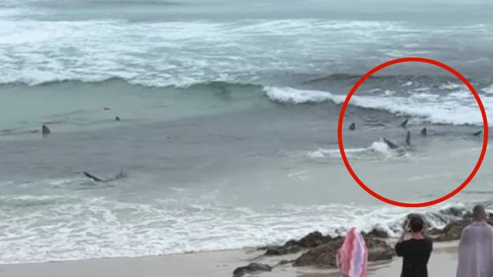 Dozens of sharks seen frighteningly close to shore in feeding frenzy at Gold Coast's Snapper Rocks