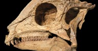 This 'magical' dinosaur specimen emerged from the ground like a polished jewel