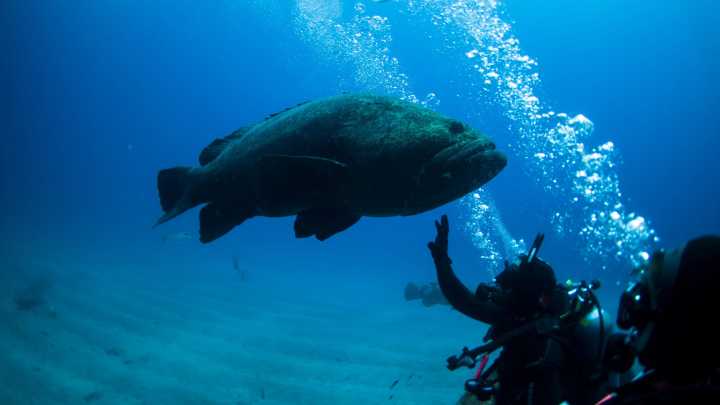 Goliath grouper photos, Florida habitat, fishing permits. What to know
