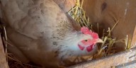 Bismarck City Commission to determine future of chicken ownership