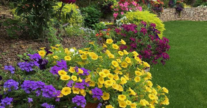 ON GARDENING: Superbena Royale Plum Wine acts like a crown jewel in containers