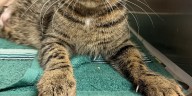 Marion County Pets: Barkley, Yamaha, and Hailey
