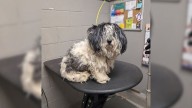 Severely Matted Pup In Nevada Emerges Happy And Confident After Life
