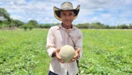 Cultivo de melón como alternativa frente a la deforestación en Beltrán, Cundinamarca