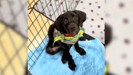 Overlooked Puppy In Florida Waited As His Siblings Found Homes, Until One Family Finally Saw Him