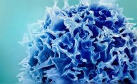 Inmunólogo peruano explica las células T, "los guardias de seguridad" del sistema inmune, que ganaron el Nobel de Medicina 2025