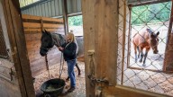 Draft changes to farm rules draws reaction from Kitsap horse owners